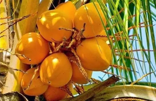 King Coconut Product Range
