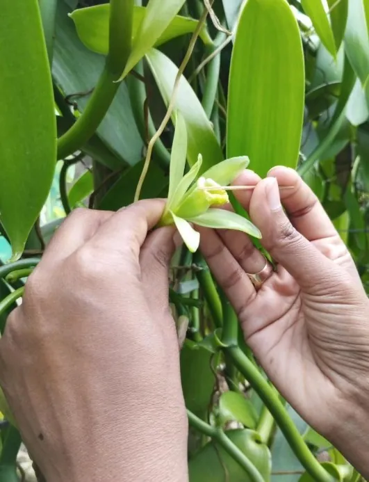 From Flower to Premium Vanilla Bean
